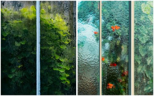 Сквозь тепличные стекла: фотопроект Botanical Сэмюеля Зеллера
