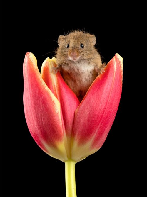 Искусство снимать животных: цветы и мыши в фото-проекте Майлза Герберта