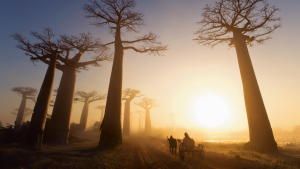 Мадагаскар – самый загадочный и прекрасный остров планеты. 30 фото и фактов