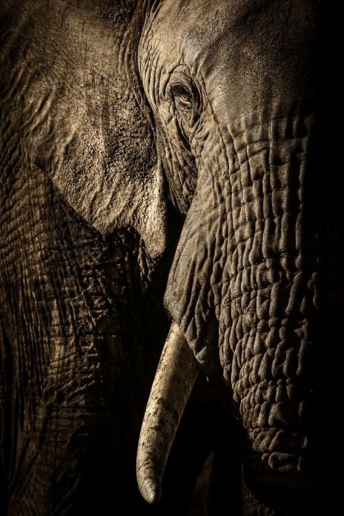 Немного о природе: 13 лучших снимков по версии Wildlife Photographer of the Year 