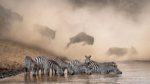 Лучшие снимки 2019: результаты тематического конкурса от National Geographic 