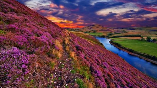 Бузкові мрії: як виглядає Шотландія в період цвітіння вересу
