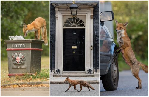 Пушистое нашествие: Лондон заполонили лисы 