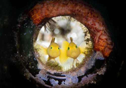 Мистецтво підводного знімання: переможці конкурсу 2019 Ocean Art Underwater