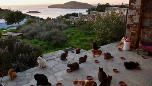 Море, котики и зарплата: на греческом острове выбирают смотрителя в кошачий приют