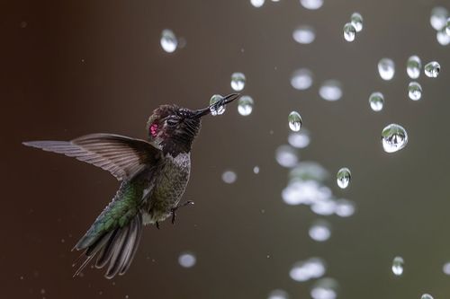 Audubon Photography Awards 2020: кращі світлини птахів