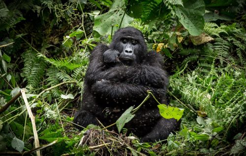 National Geographic 2018: лучшие снимки дикой природы этого года