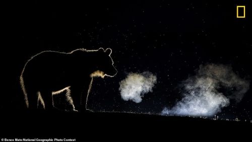 Вспышки молнии, объятия медвежат и «День мертвых»: лучшие снимки National Geographic Photo Contest этого года